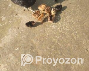 fitted-44_2025-11-25_10-15-56