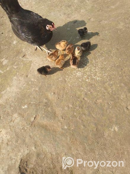 বাচ্চাসহ মুরগী বিক্রয় হবে