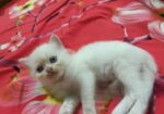 Persian Dubble Cot Doll Face Cat