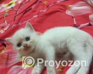 fitted-44_2025-11-29_10-09-29