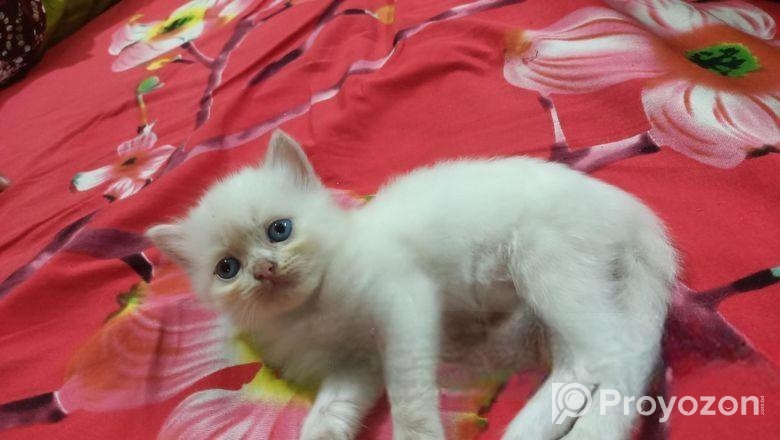 Persian Dubble Cot Doll Face Cat