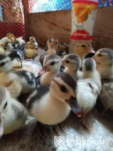 চিনা হাসের বাচ্চা