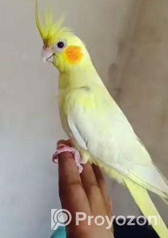 ফোল টেম ককাটেল পাখি