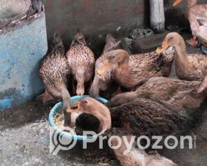 fitted-45_2025-11-09_10-24-39