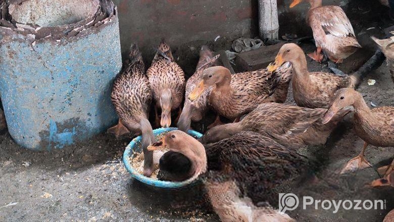 খাঁকি ক্যাম্পবেল ডিম পাড়া হাঁস বিক্রি করা হবে