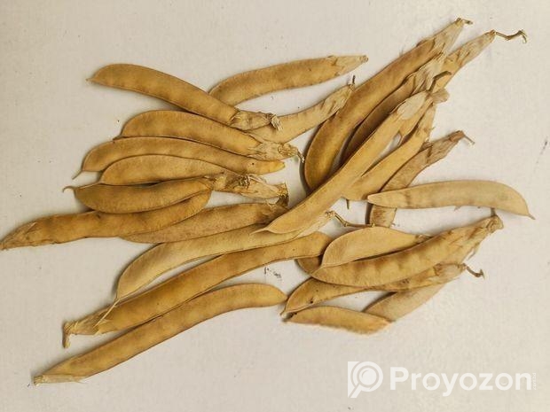 অপরাজিতার নীল সৌন্দর্য এখন আপনার ঘরেই