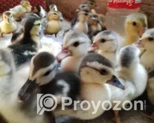 fitted-46_2025-11-01_12-42-30