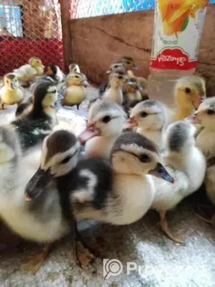 চিনা হাসের বাচ্চা