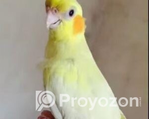 fitted-46_2025-11-03_11-28-22