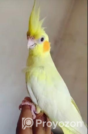 ফোল টেম ককাটেল পাখি