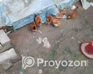 fitted-46_2025-11-10_17-44-35