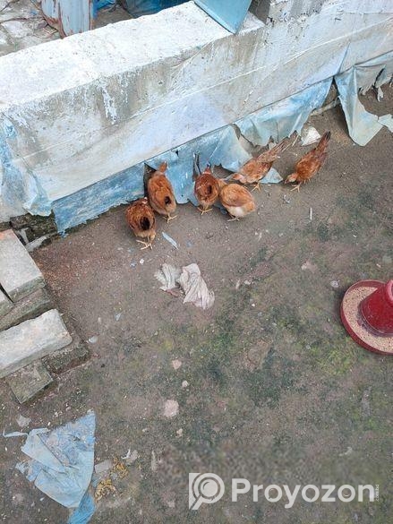 দেশি মুরগীর বাচ্চা