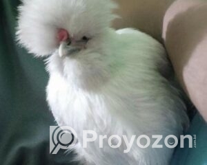 fitted-47_2025-11-01_12-46-38