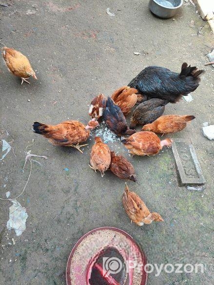 দেশি মুরগীর বাচ্চা