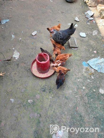 দেশি মুরগীর বাচ্চা