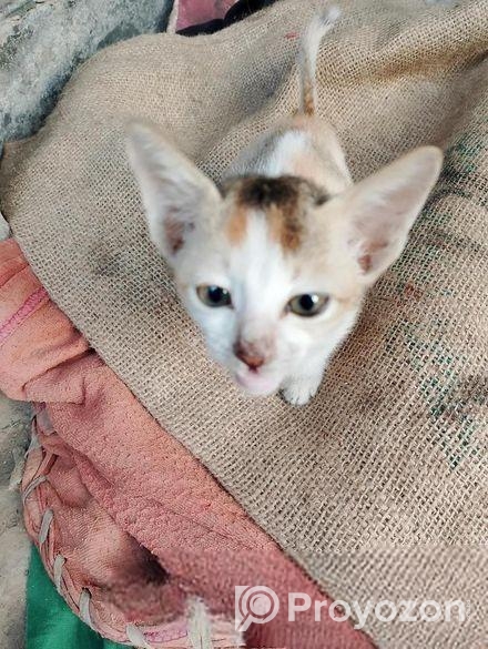 বারির বিড়াল দেশি