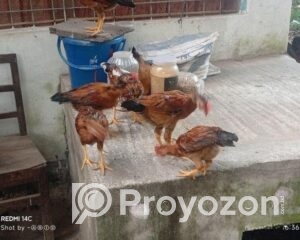 fitted-48_2025-11-16_17-57-34