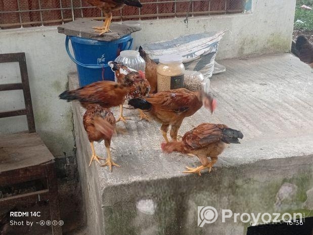 দেশি মুরগি