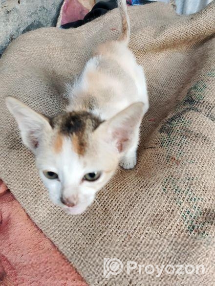 বারির বিড়াল দেশি