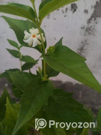 শিউলি গাছ-