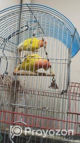 এক জোড়া রানিং লাভবার্ড পাখি বিক্রি করা হবে