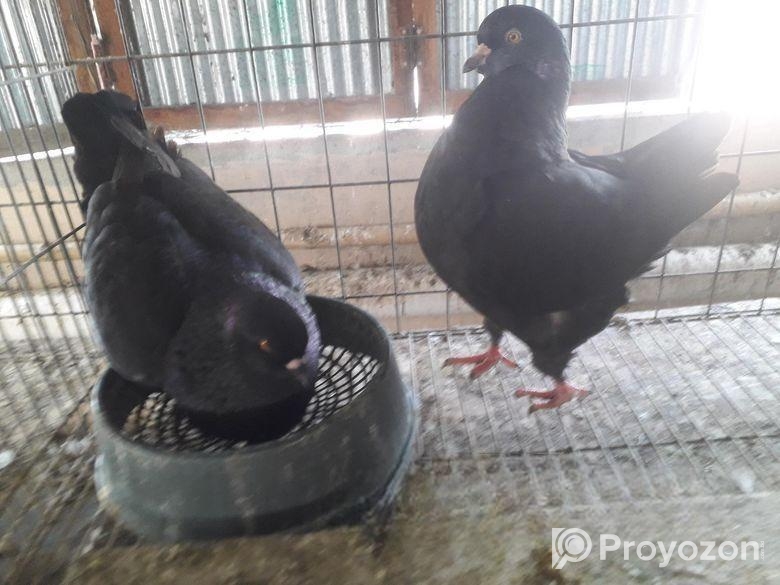 কালো সোকিং রানিং পেয়ার