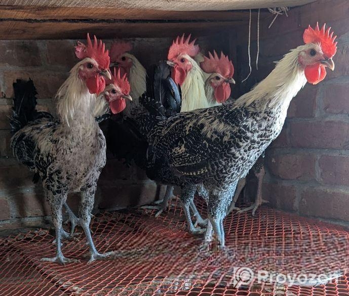 ফাউমি মোরগ