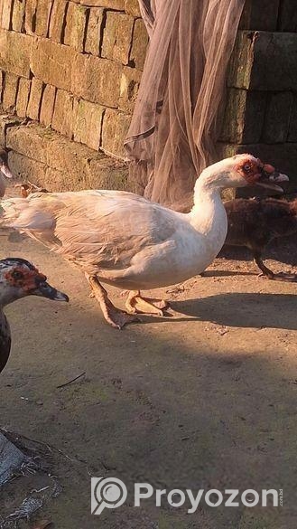 চিনা হাস বিক্রি করা হবে