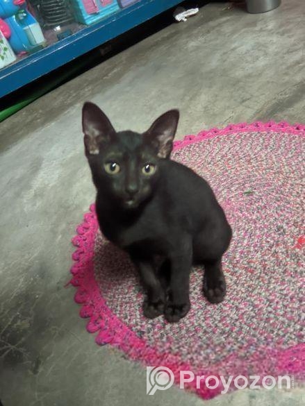 ২ বাচ্চা ও ১ টি মা