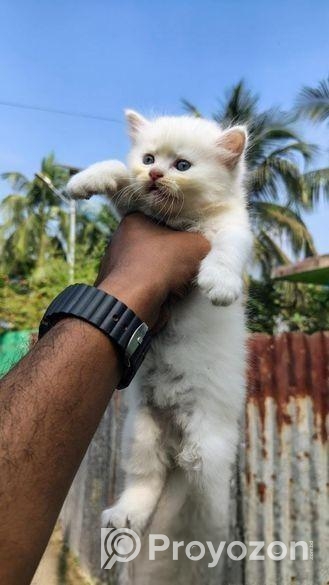পার্সিয়ান বিড়ালের বাচ্চা