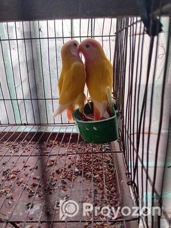 লাভবার্ড (হলুদ রং ; রেড আই) এক জোড়া পাখি বিক্রিয় হবে।