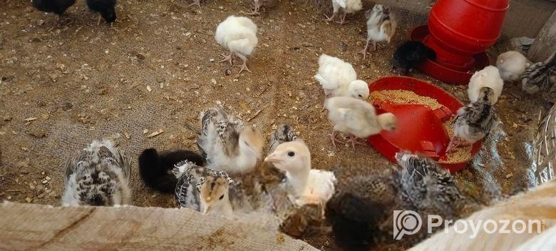 টার্কি বাচ্চা