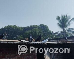 fitted-4_2025-11-27_09-42-26