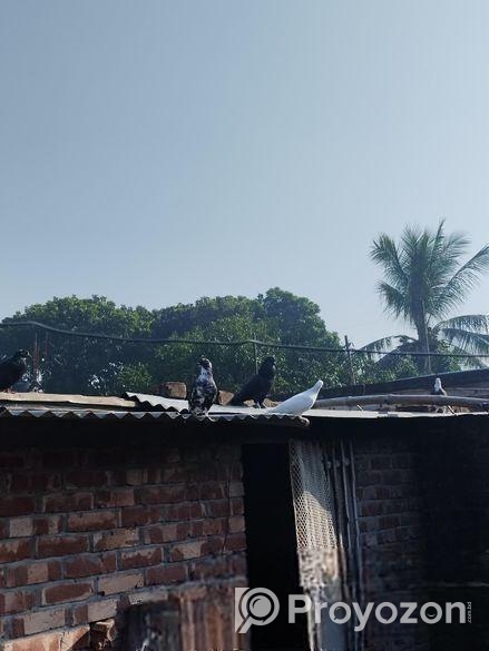 দেশি কবুতর