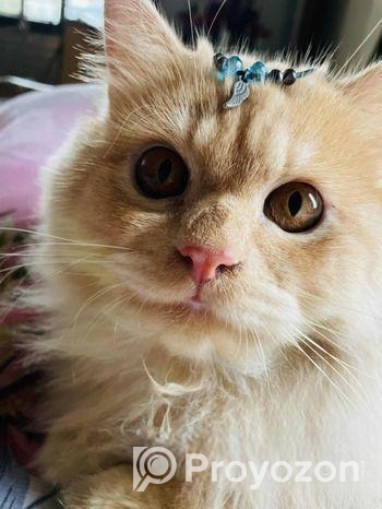 Persian Long Coat Brown Colour