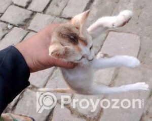 fitted-50_2025-11-10_21-22-09