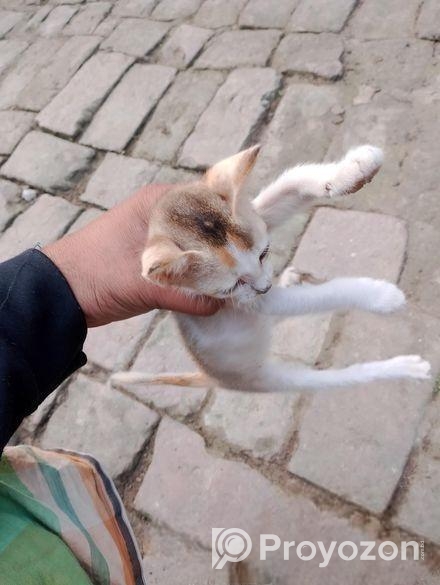 বারির বিড়াল দেশি