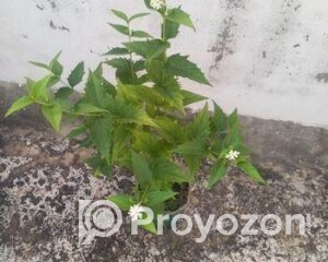 fitted-50_2025-11-15_12-53-19