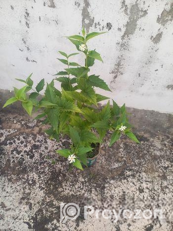 শিউলি গাছ-