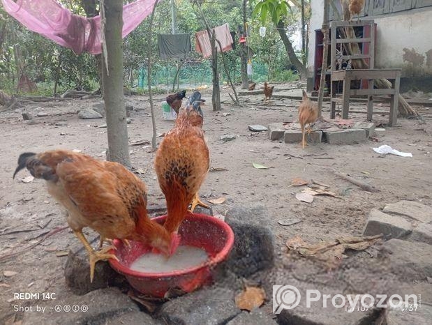 দেশি মুরগি