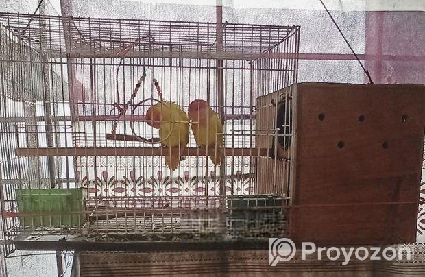 এক জোড়া রানিং লাভবার্ড পাখি বিক্রি করা হবে