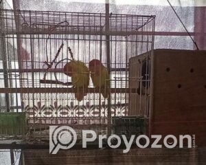 fitted-51_2025-11-25_10-27-42