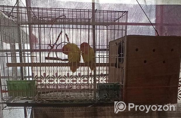 এক জোড়া রানিং লাভবার্ড পাখি বিক্রি করা হবে