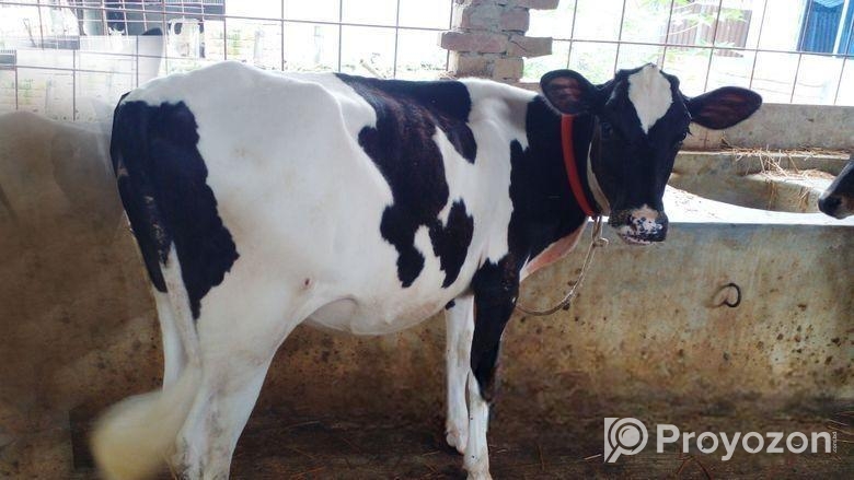 উন্নত জাতের বকনা বাছুর।(৫৬৭ নং)