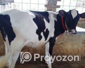 fitted-51_2025-11-25_10-30-56