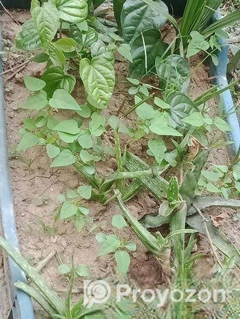 সৌদি খেজুর -পান সহ বেশ কিছু টবের গাছ