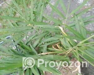 fitted-53_2025-11-15_12-56-07