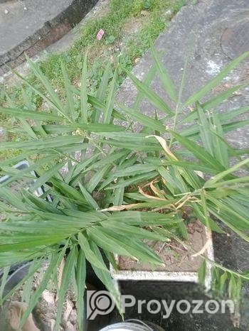 সৌদি খেজুর -পান সহ বেশ কিছু টবের গাছ