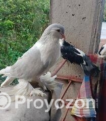 fitted-53_2025-11-25_10-32-47