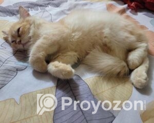 fitted-54_2025-11-22_10-28-28